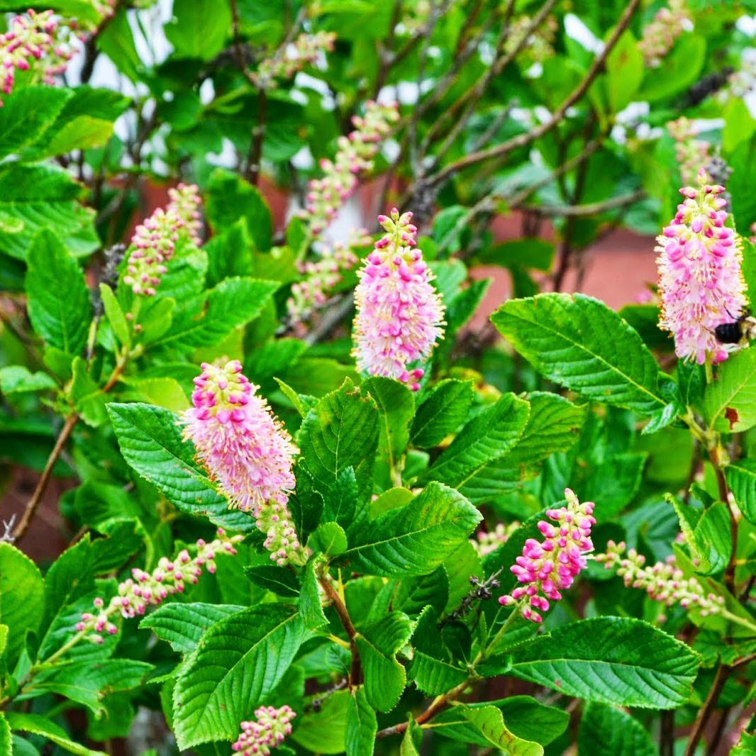 Превью изображения