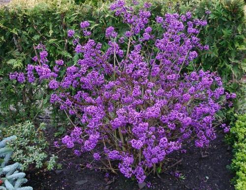 Превью изображения