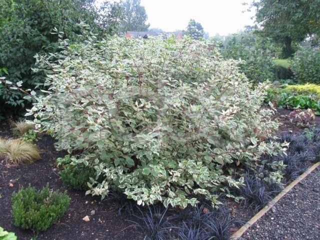 Превью изображения