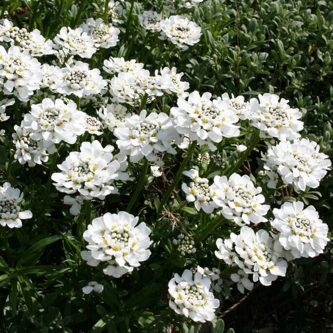 Превью изображения