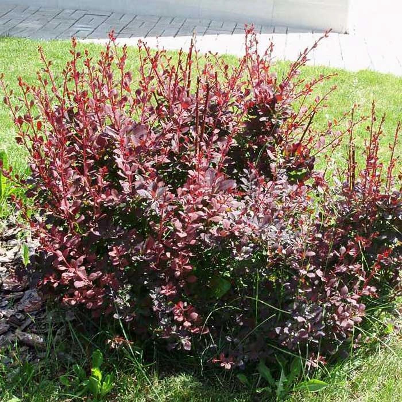 Превью изображения