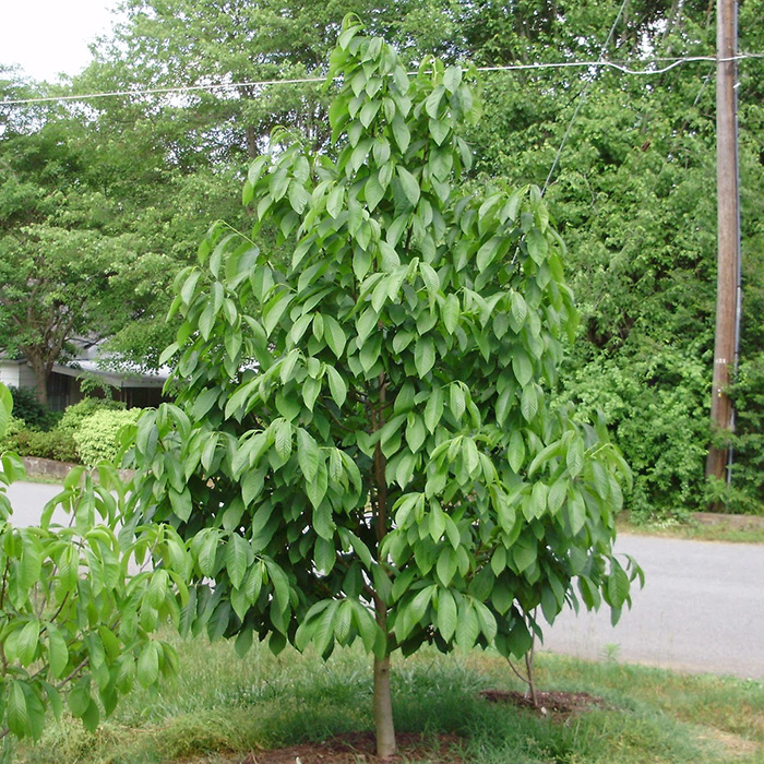 Превью изображения