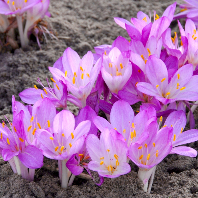 Превью изображения