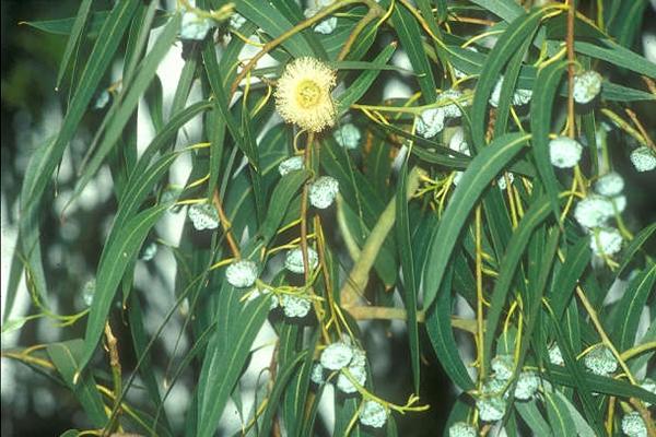 Превью изображения