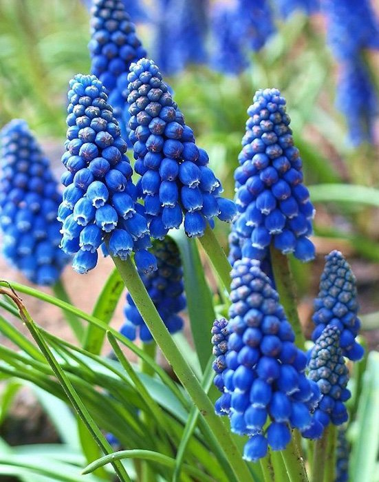 Превью изображения