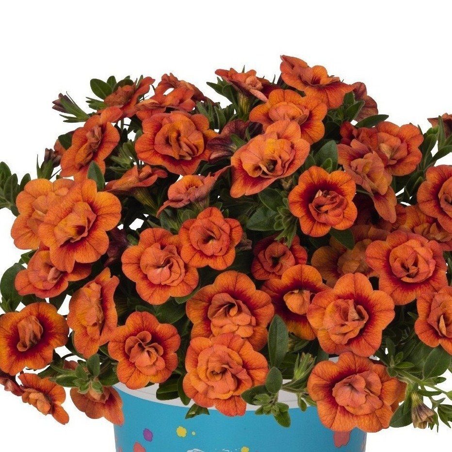 Превью изображения