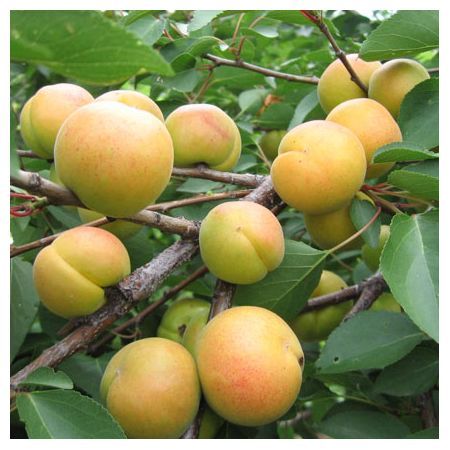 Превью изображения