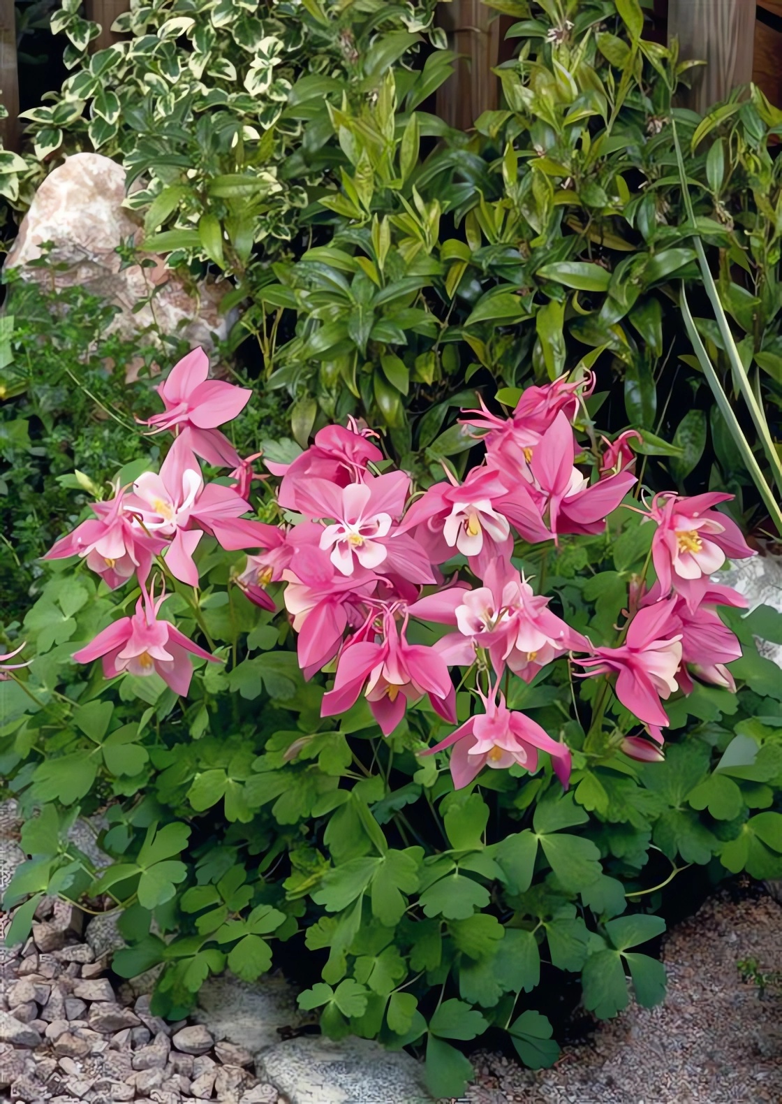 Превью изображения