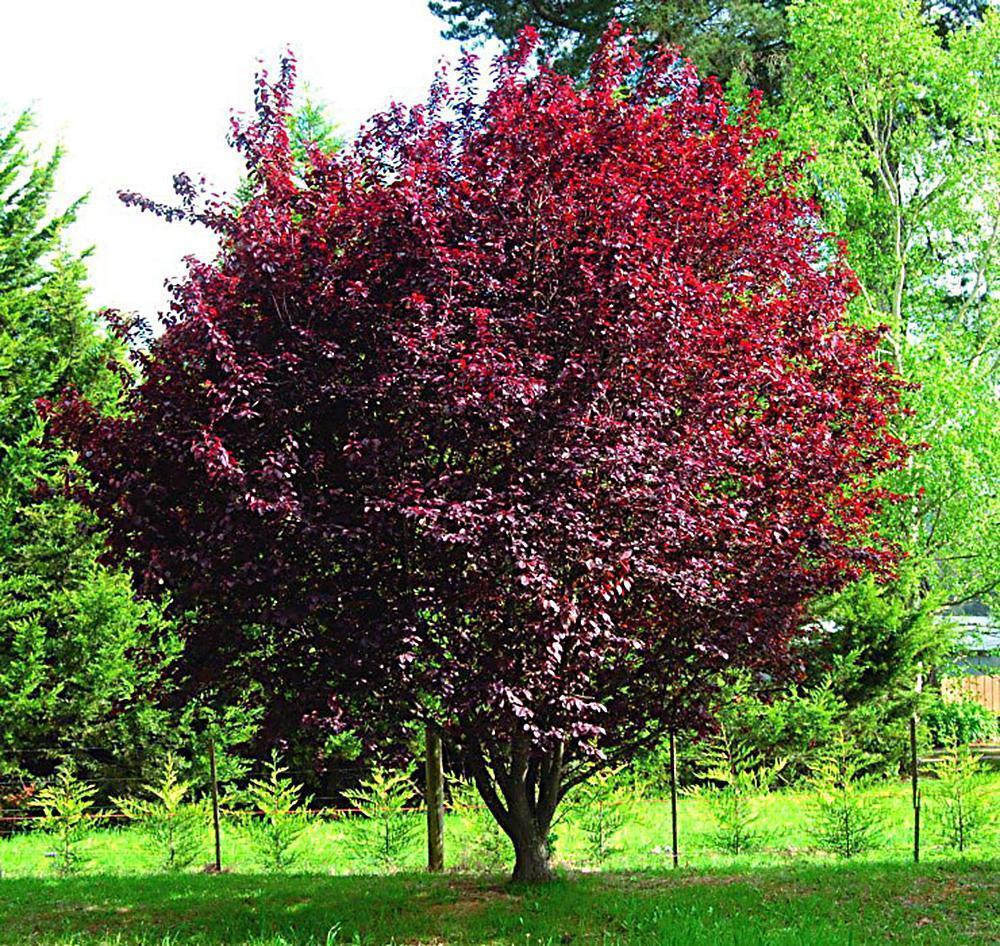 Превью изображения