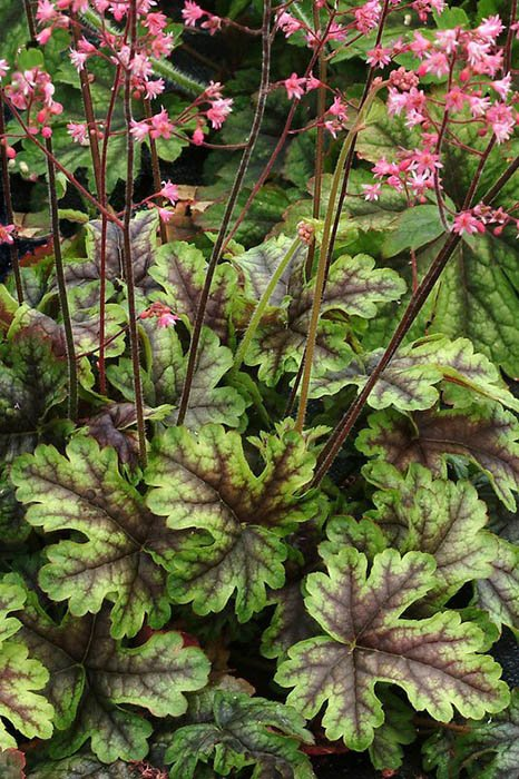 Превью изображения