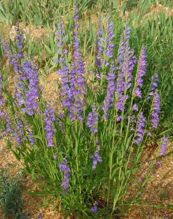 Превью изображения