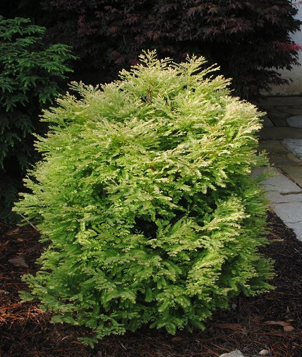 Превью изображения