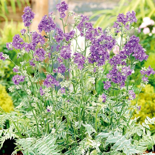 Превью изображения