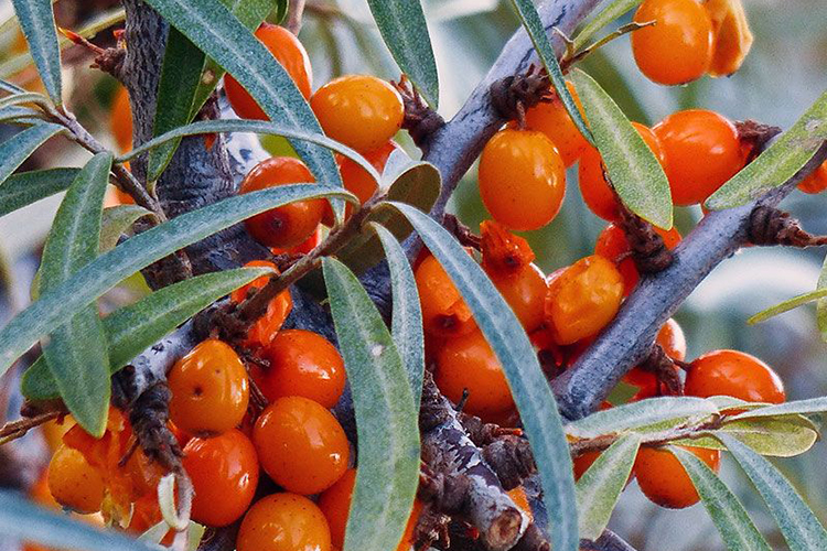 Превью изображения