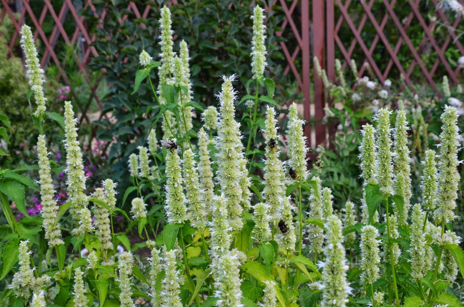 Превью изображения