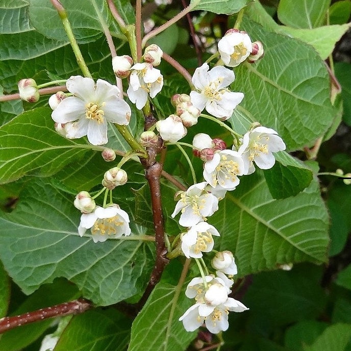 Превью изображения