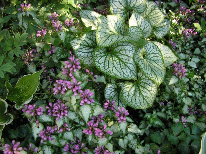 Превью изображения