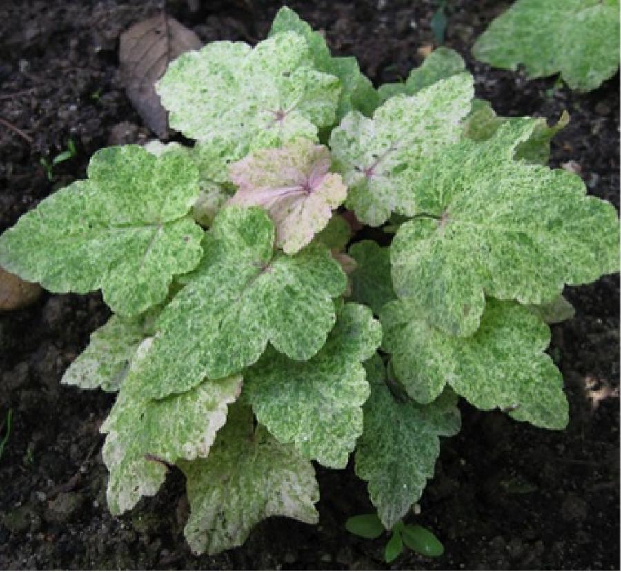 Превью изображения