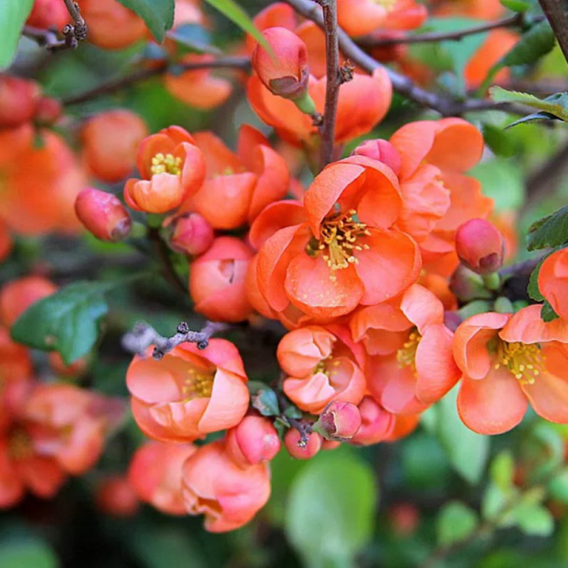 Превью изображения