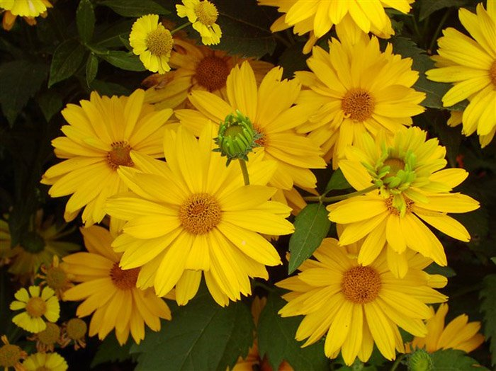 Превью изображения