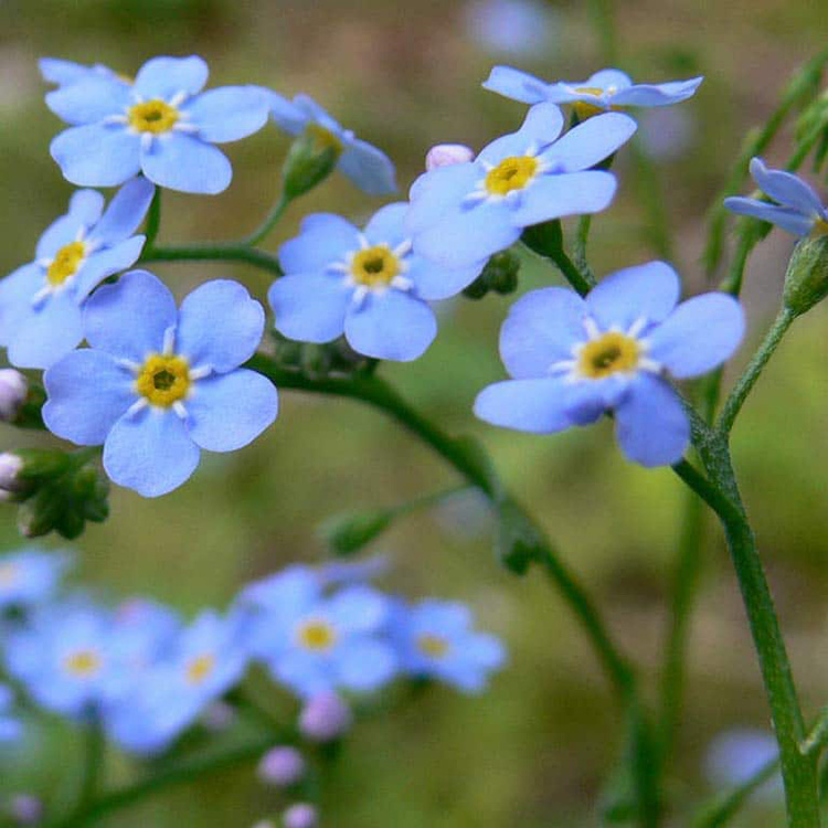 Превью изображения