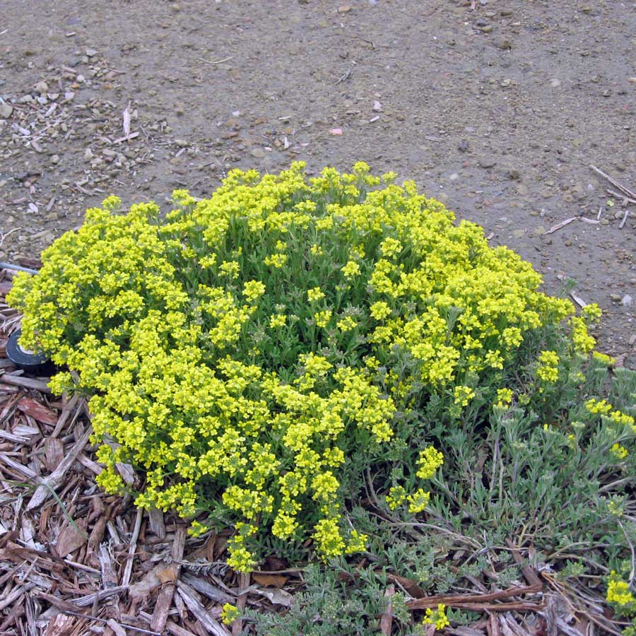 Превью изображения