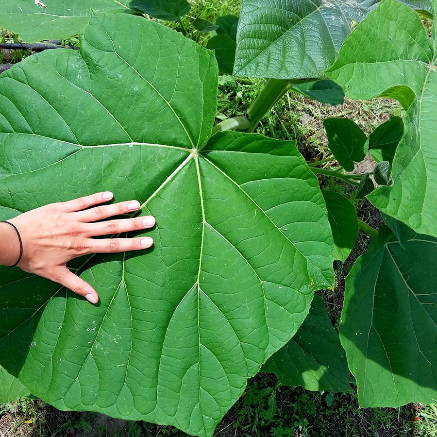 Превью изображения