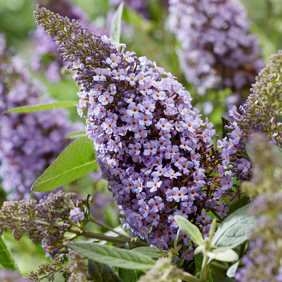 Превью изображения