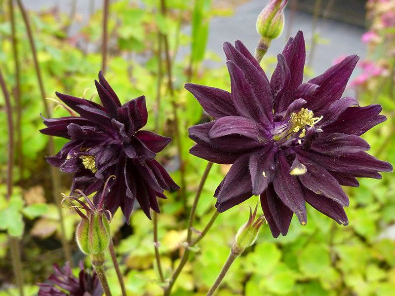 Превью изображения