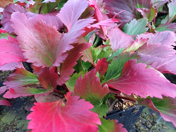 Превью изображения