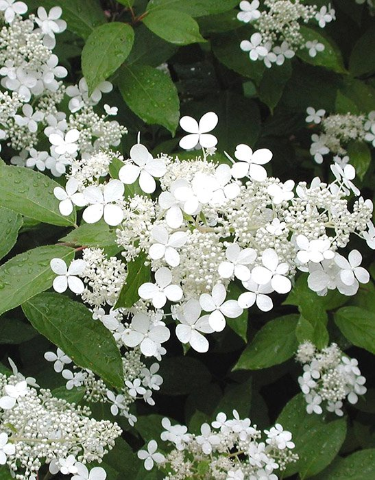 Превью изображения