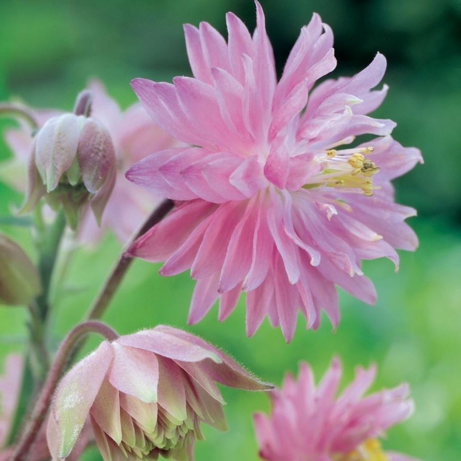 Превью изображения