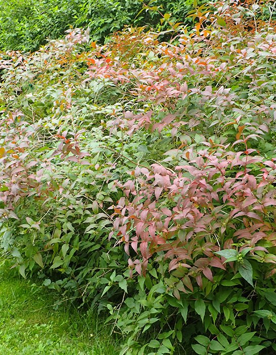 Превью изображения