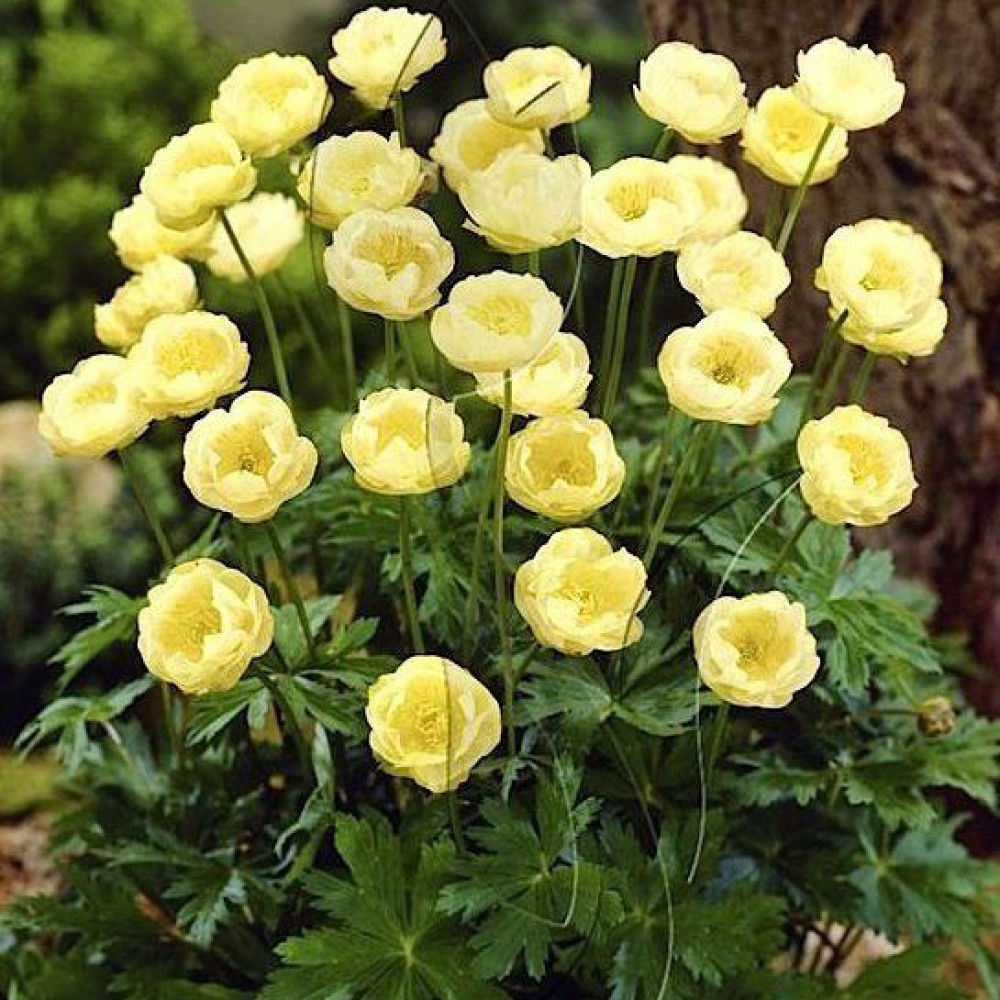 Превью изображения