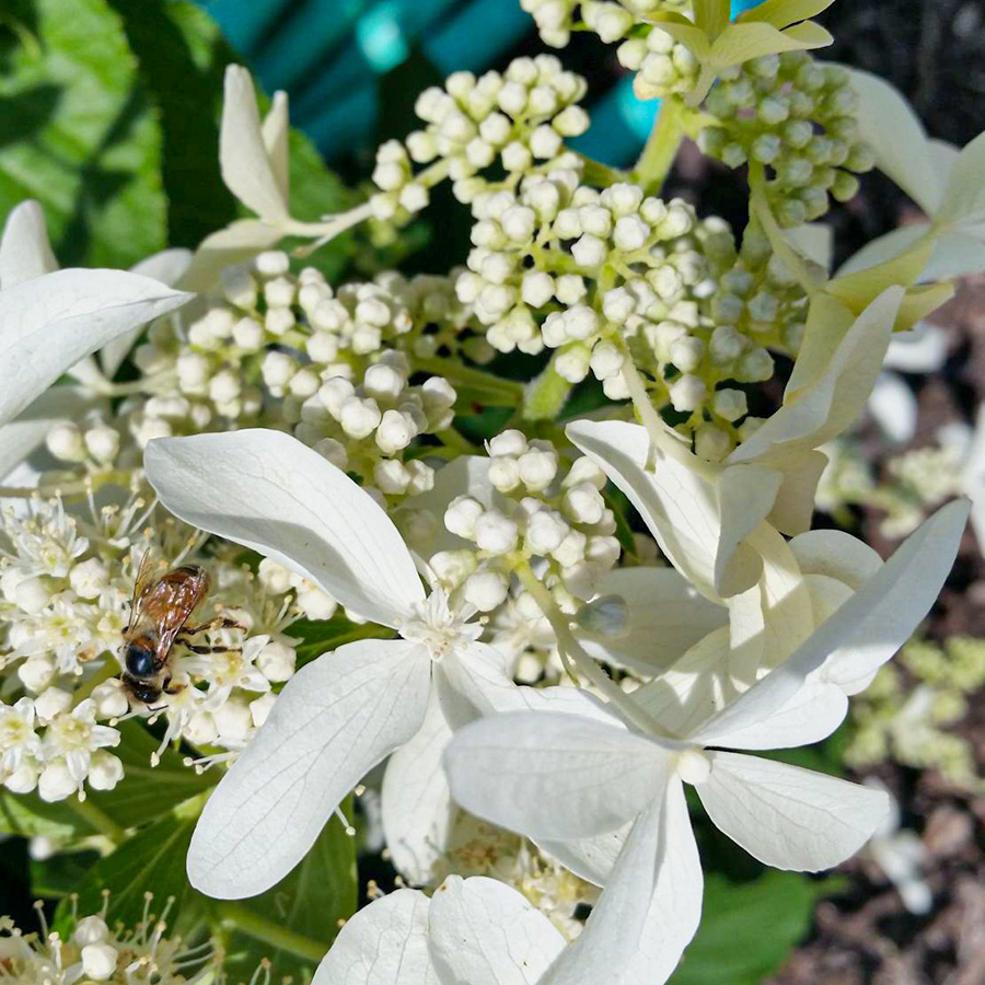 Превью изображения