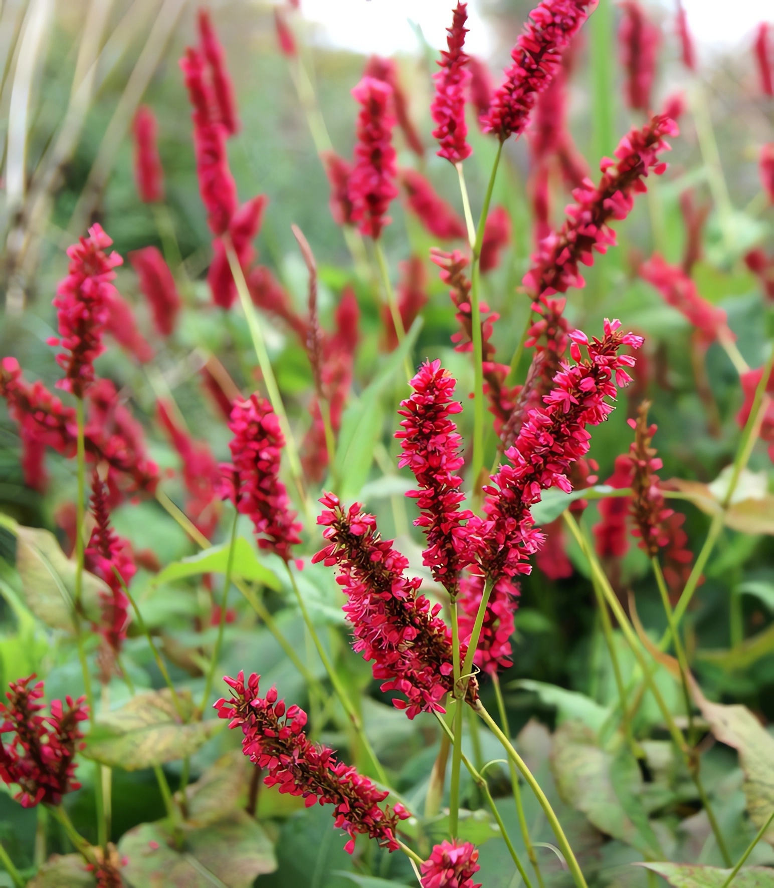 Превью изображения