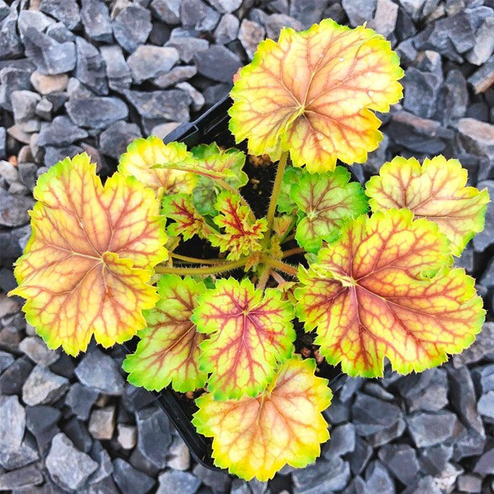 Превью изображения