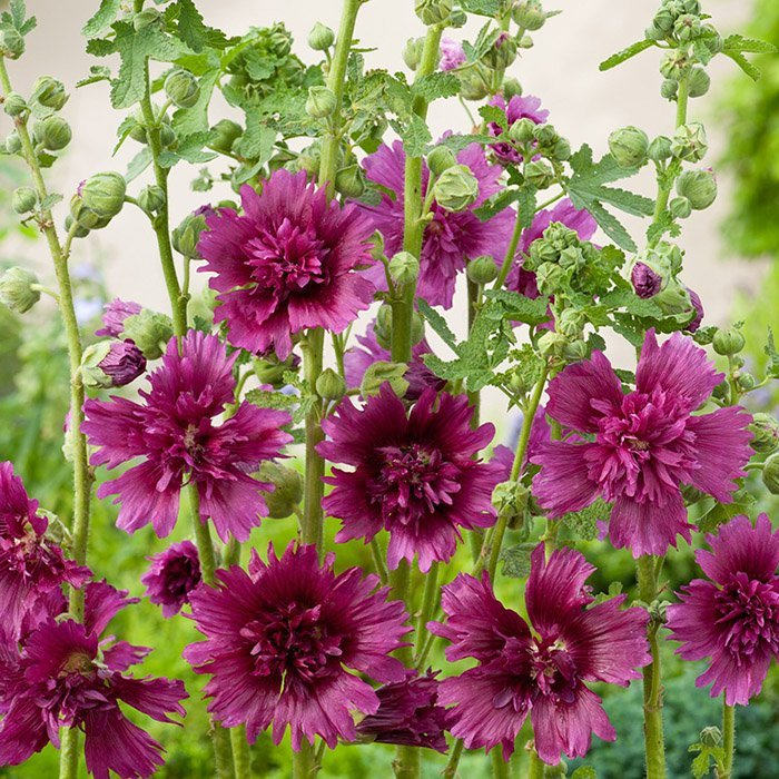 Превью изображения