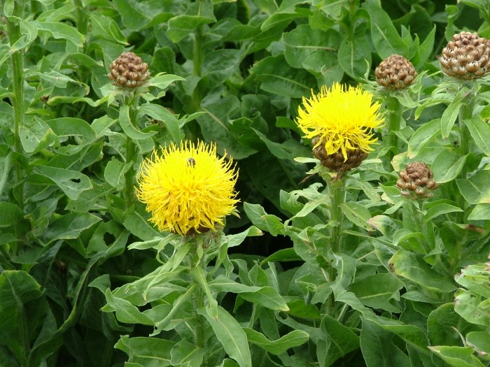 Превью изображения