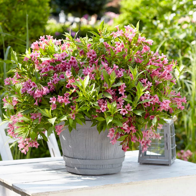 Превью изображения