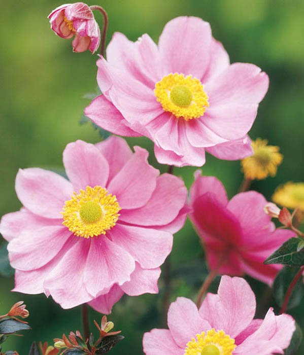 Превью изображения