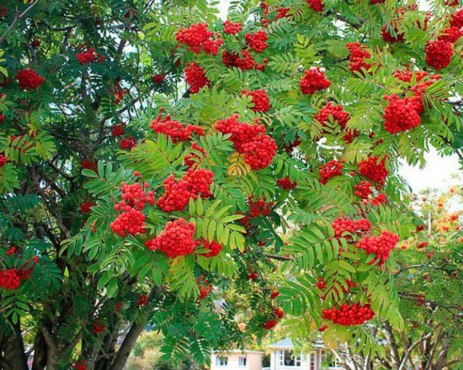 Превью изображения