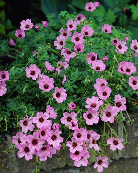 Превью изображения