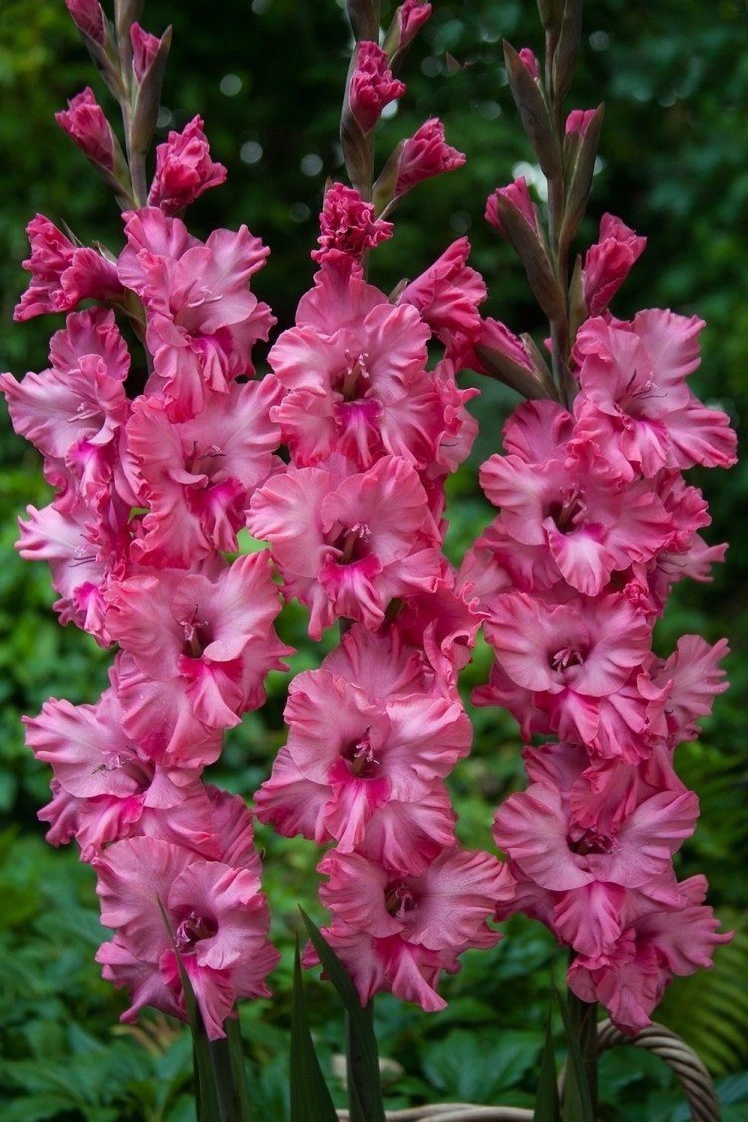 Превью изображения