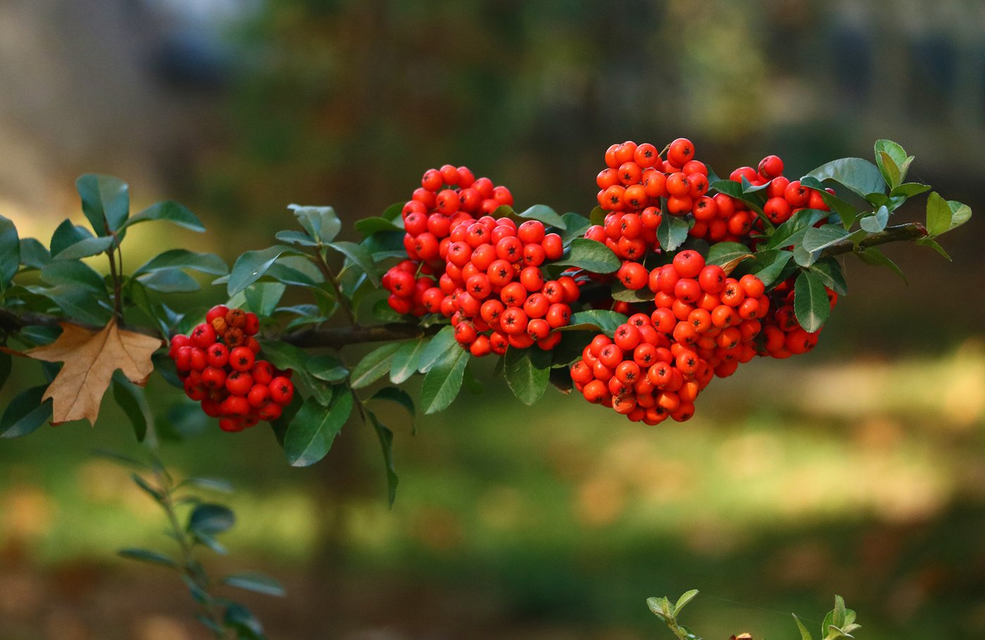 Превью изображения