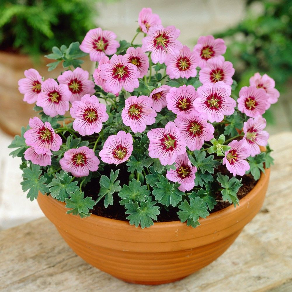 Превью изображения