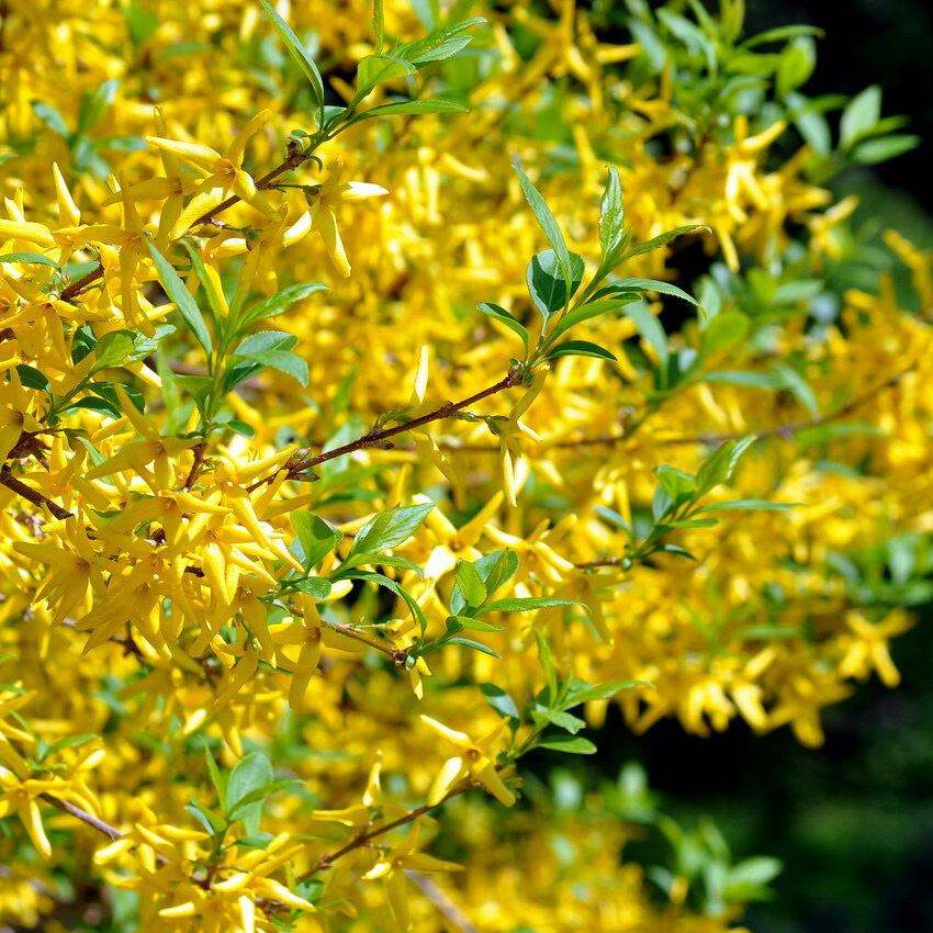 Превью изображения