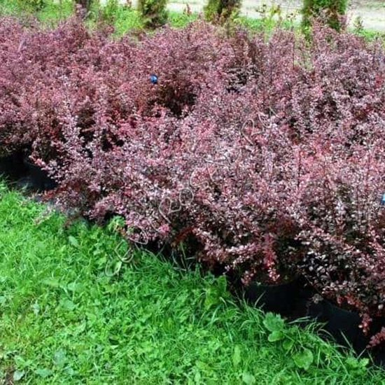 Превью изображения