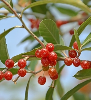 Превью изображения