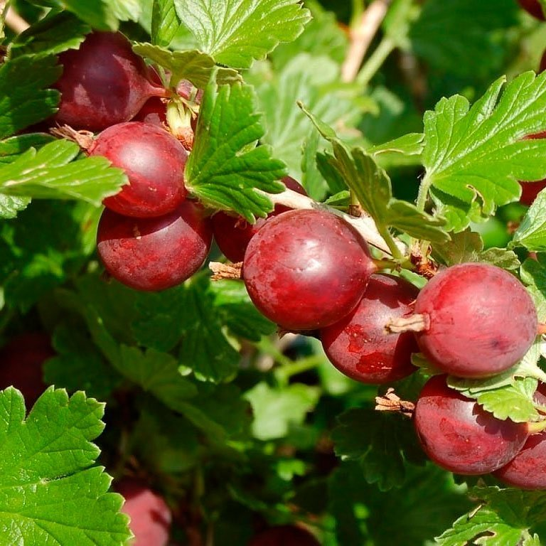 Превью изображения